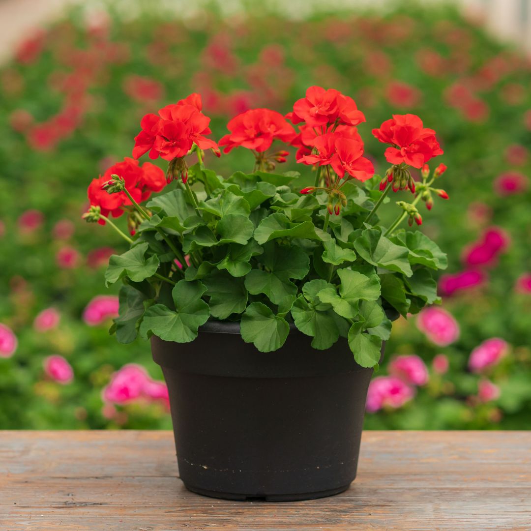Geranium – Calliope Large Orange Splash – 10″ Patio Pot